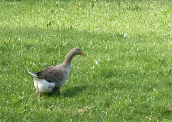 Escapade Romantique: Avec Terrasse Panoramique, Poele A Bois Et Eclairage Multicolore - Fr-1-589-441 度假居 *